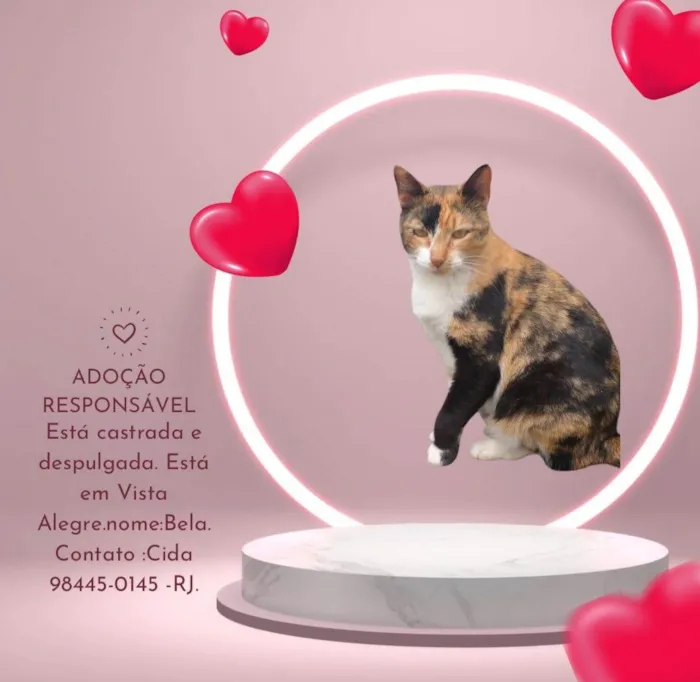 Gato ra a SRD idade 1 ano nome Bela 