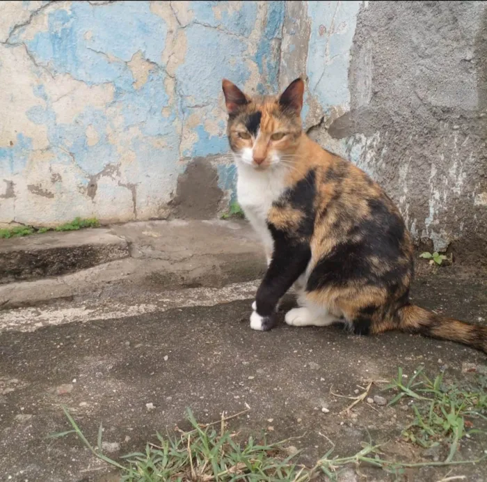 Gato ra a SRD idade 1 ano nome Bela 