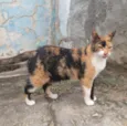 Bela