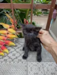 Pompons