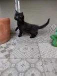 Pompons