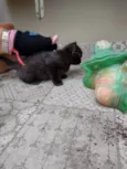 Pompons