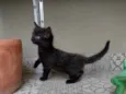 Pompons 