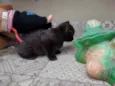 Pompons