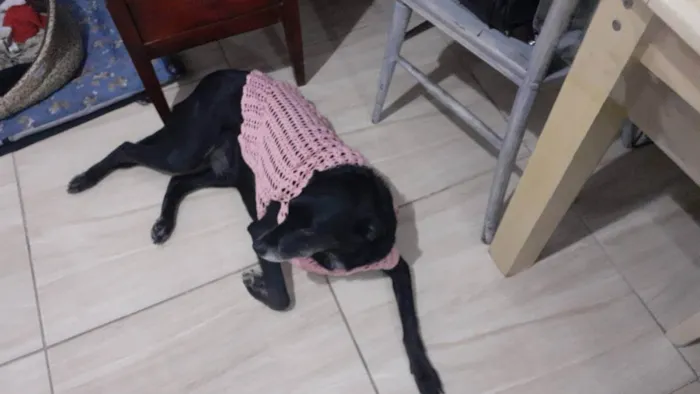 Cachorro ra a Vira-lata idade 2 anos nome Emily