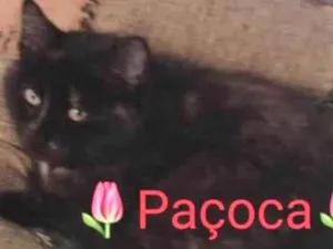 Gato raça SRD idade 5 anos nome Paçoca 