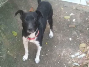 Cachorro raça sem raça definida, castrado idade 3 anos nome Preto
