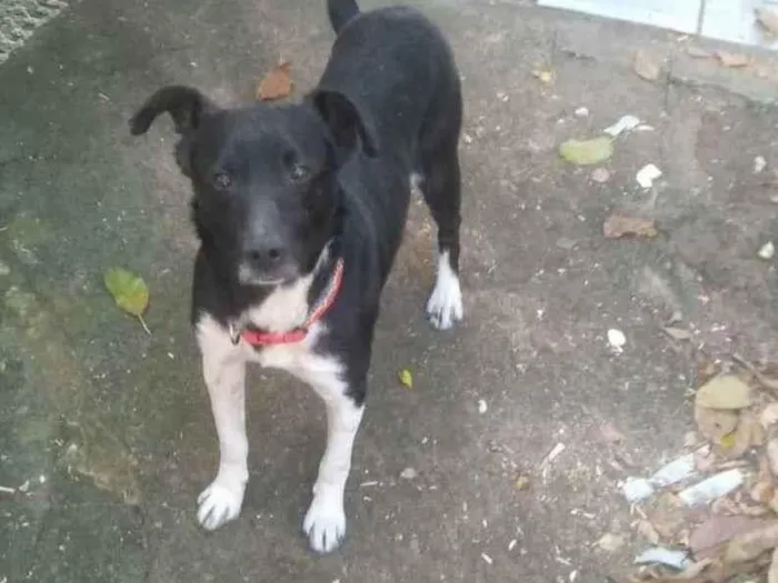 Cachorro ra a sem raça definida, castrado idade 3 anos nome Preto