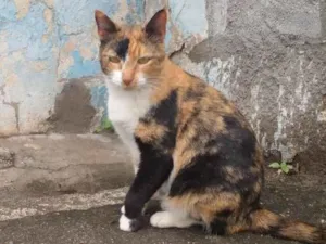 Gato raça SRD idade 1 ano nome Bela 