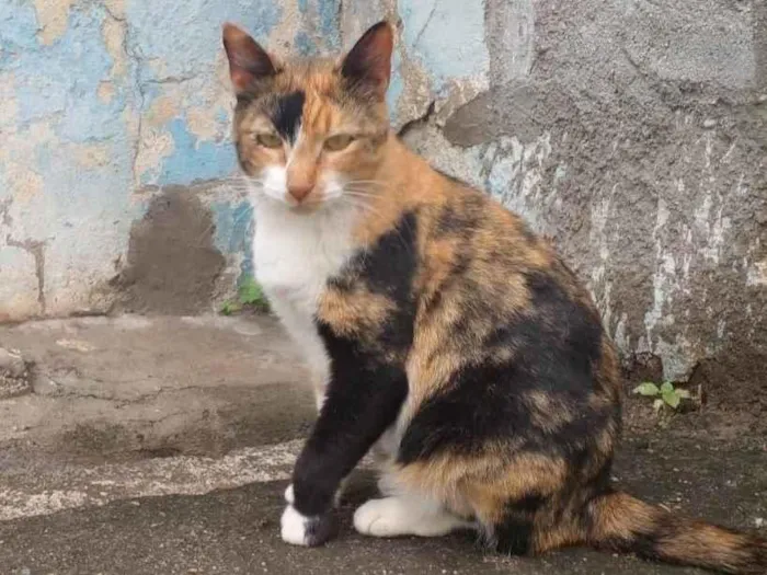 Gato ra a SRD idade 1 ano nome Bela 