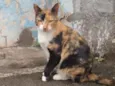Bela