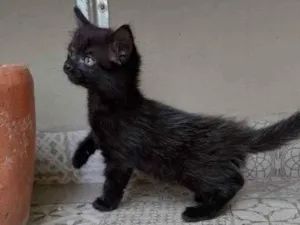 Gato raça Srd idade Abaixo de 2 meses nome Pompons 