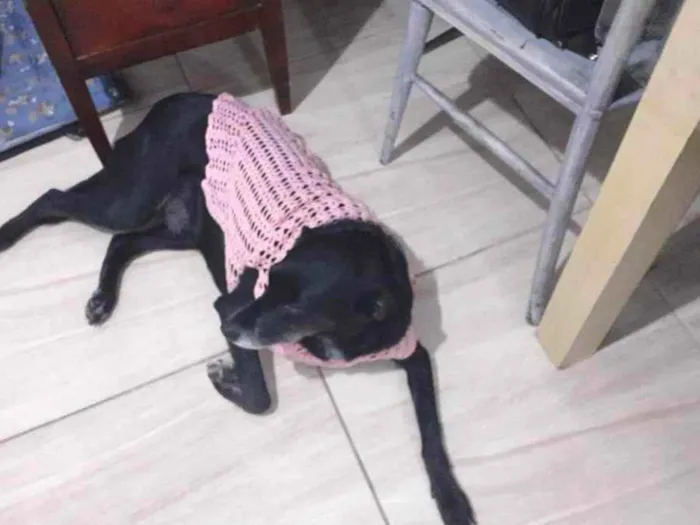 Cachorro ra a Vira-lata idade 2 anos nome Emily