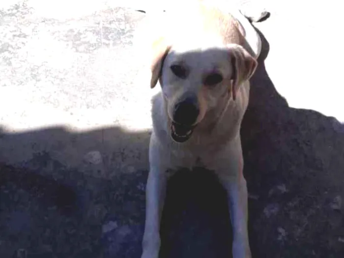 Cachorro ra a Labrador idade  nome Frida