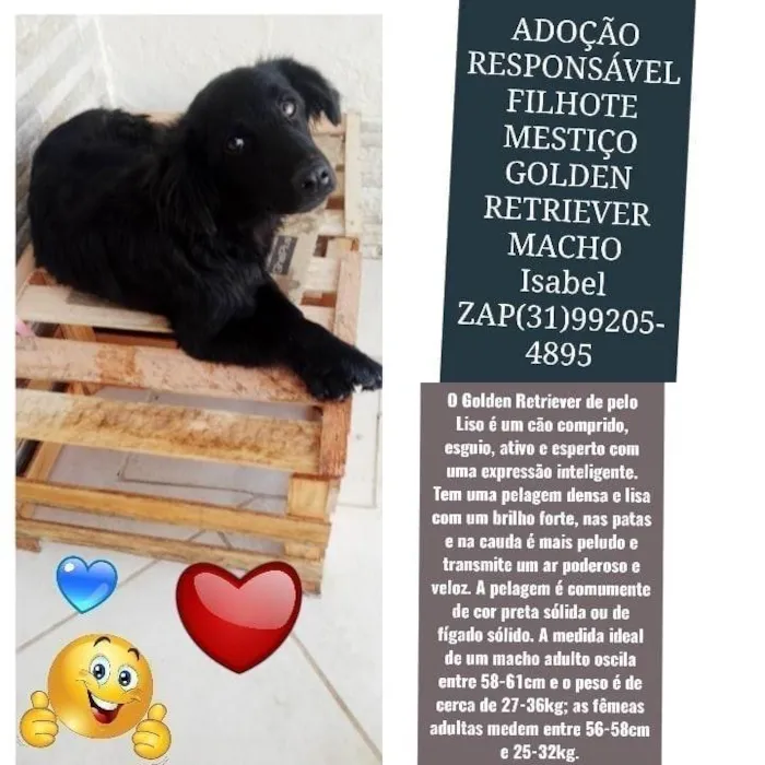 Cachorro ra a Mestiço Golden Retriever  idade 2 a 6 meses nome BOB