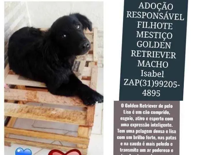 Cachorro ra a Mestiço Golden Retriever  idade 2 a 6 meses nome BOB