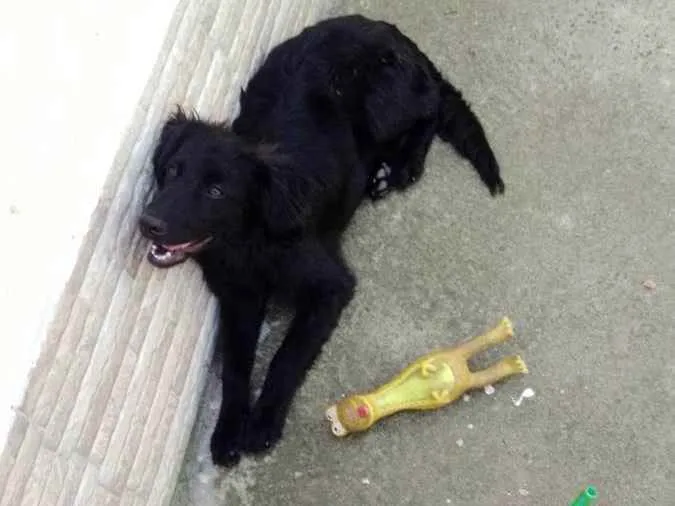 Cachorro ra a Mestiço Golden Retriever  idade 2 a 6 meses nome BOB