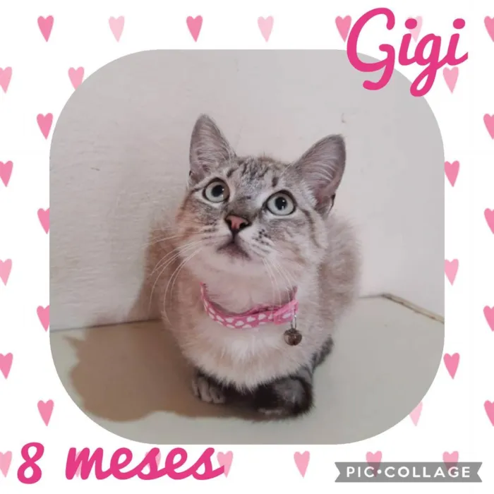 Gato raça  idade 7 a 11 meses nome Gigi 
