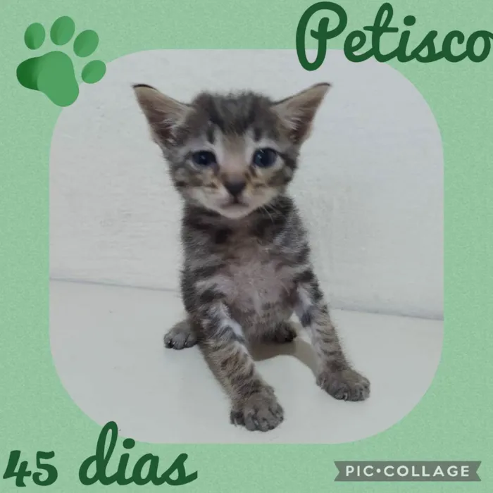 Gato raça  idade Abaixo de 2 meses nome Petisco