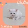 Aladim 