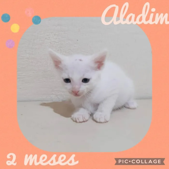 Gato raça  idade Abaixo de 2 meses nome Aladim 