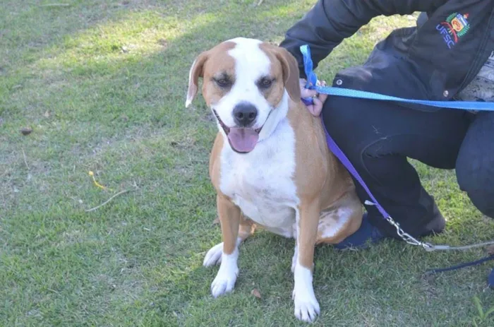 Cachorro ra a  idade 1 ano nome Não sei 