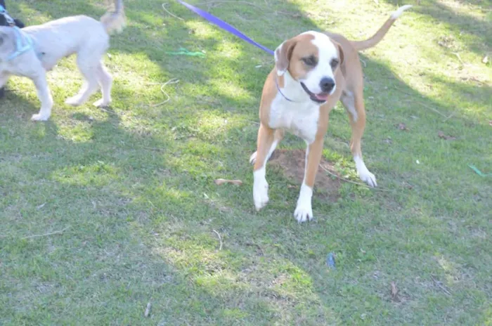 Cachorro ra a  idade 1 ano nome Não sei 