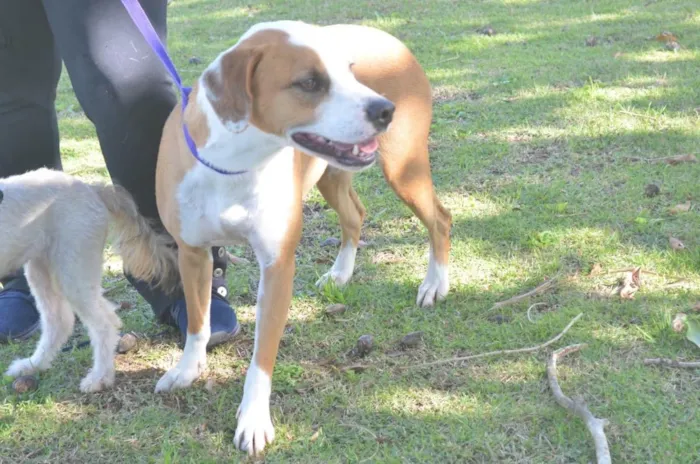 Cachorro ra a  idade 1 ano nome Não sei 