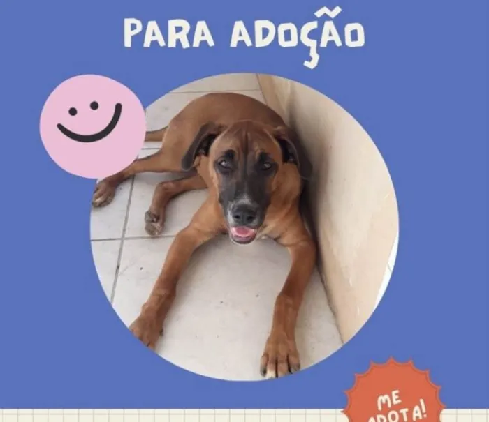 Cachorro ra a  idade 1 ano nome Não sei 