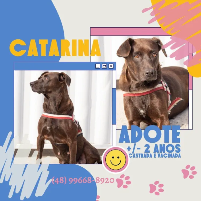 Cachorro ra a  idade 1 ano nome Não sei 