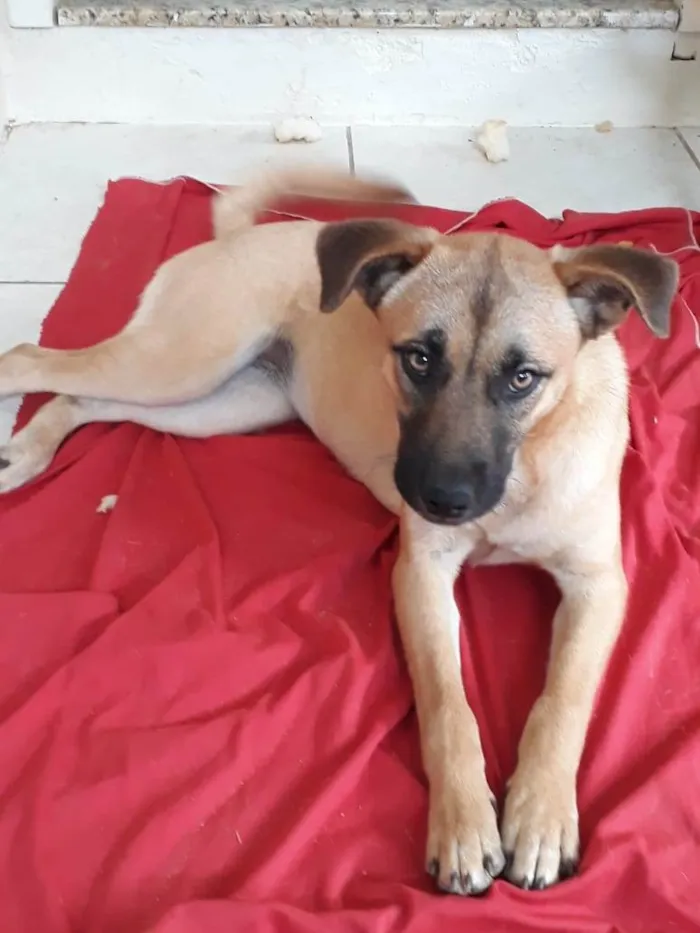 Cachorro ra a  idade 1 ano nome Não sei 