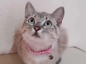 Gato raça  idade 7 a 11 meses nome Gigi 