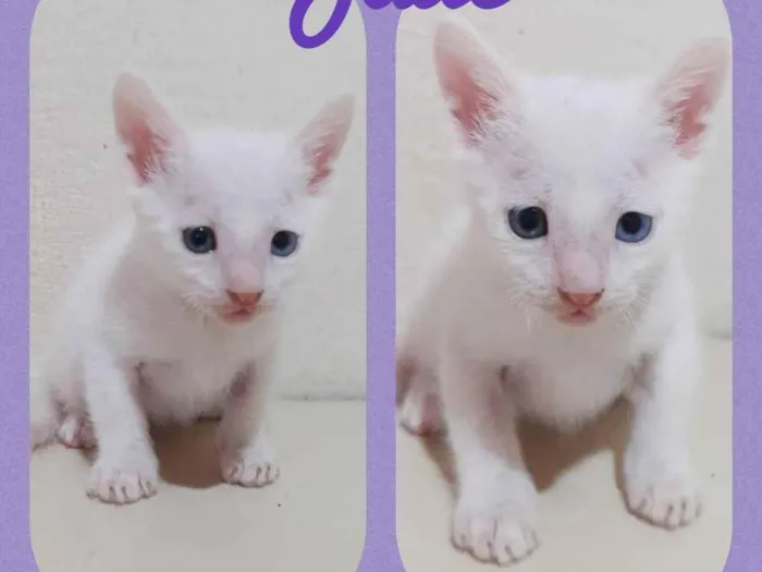 Gato raça  idade Abaixo de 2 meses nome Jade