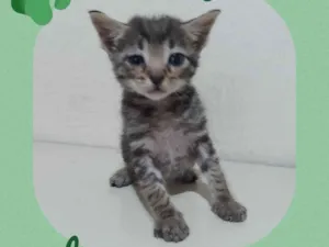 Gato raça  idade Abaixo de 2 meses nome Petisco