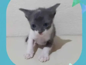 Gato raça  idade Abaixo de 2 meses nome Peteco