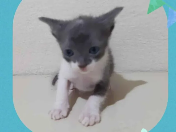 Gato raça  idade Abaixo de 2 meses nome Peteco