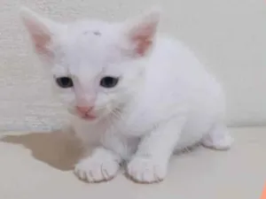 Gato raça  idade Abaixo de 2 meses nome Aladim 