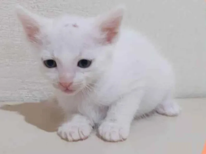 Gato raça  idade Abaixo de 2 meses nome Aladim 
