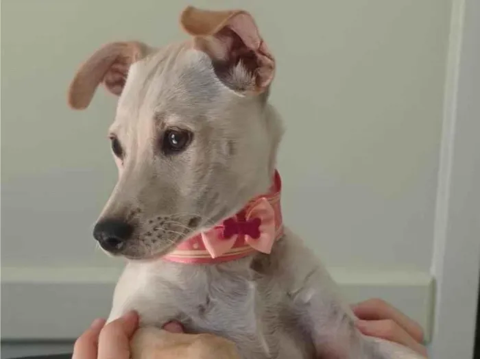 Cachorro ra a  idade 1 ano nome Não sei 