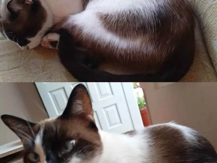 Gato ra a Sem raça definida  idade 6 ou mais anos nome Mel