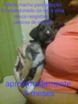 FILHOTE MACHO