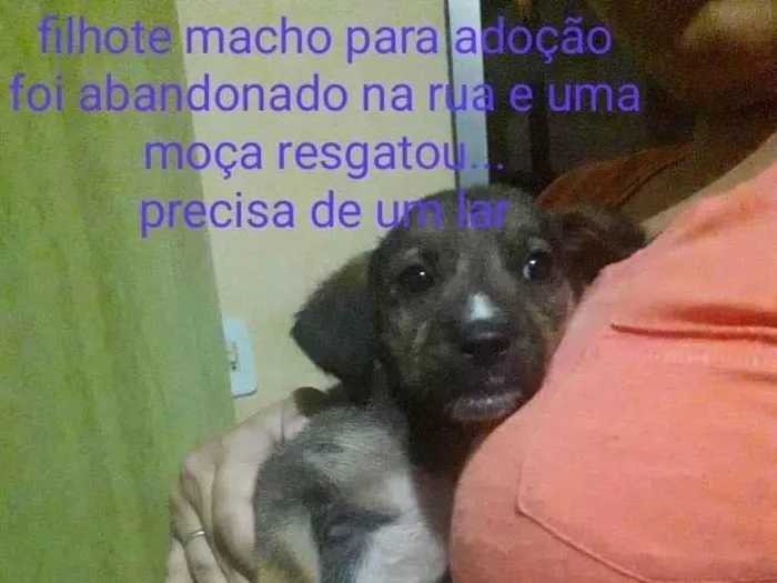 Cachorro ra a SRD idade 2 a 6 meses nome FILHOTE MACHO 