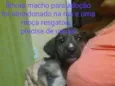FILHOTE MACHO