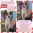Estrela