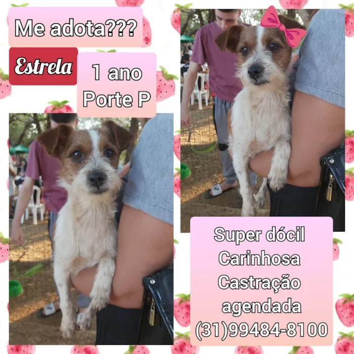 Cachorro raça SRD idade 1 ano nome Estrela