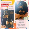 Margarida 