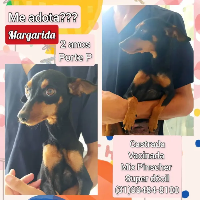 Cachorro raça SRD idade 2 anos nome Margarida 