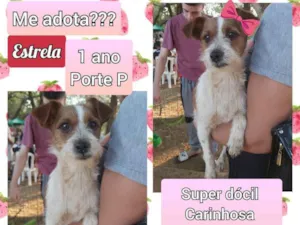 Cachorro raça SRD idade 1 ano nome Estrela