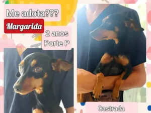 Cachorro raça SRD idade 2 anos nome Margarida 