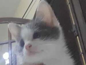 Gato raça Srd idade Abaixo de 2 meses nome Juma
